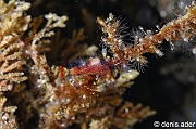 Hippolyte sp amphipod-Komodo Rino-8m-20160807nuit-Denis-ADER-DSC_0879_tn